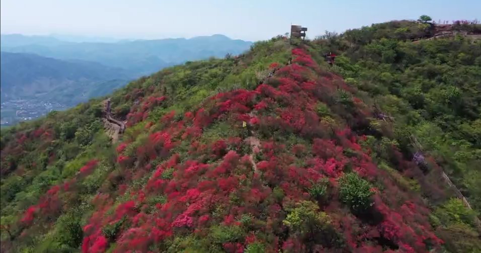 “紫云红霞”缀山间 千亩高山杜鹃迎客来