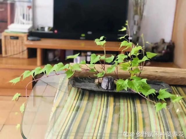 1粒花生丢水里,呼呼长成小森林,这艺术品给钱也不卖