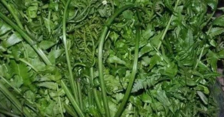 维生素e|女性不想满脸皱纹,可以多吃3种食物,美容养颜,滋润身体!