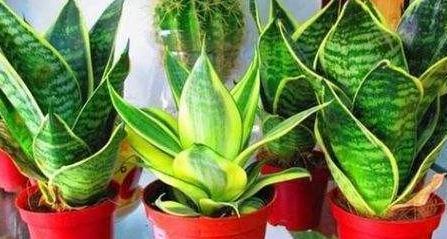 养虎皮兰,喂2种料,注意2个细节,叶片壮实,过冬更省心