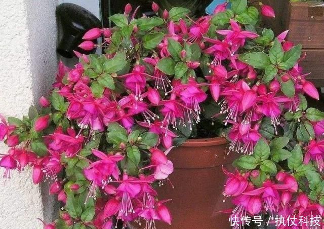 牡丹吊兰|家里再小,3种“吊盆花”也要养,花芽一钻上百朵,花开成“帘”