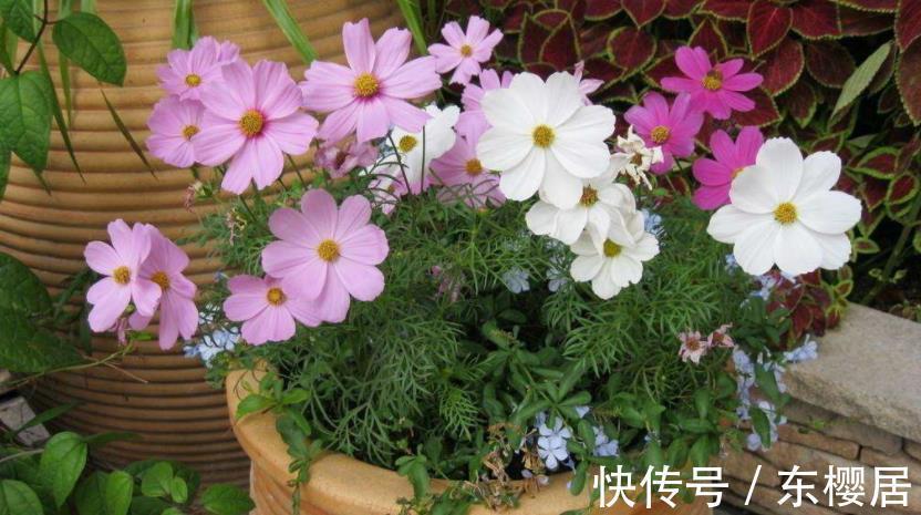 花友们|新人养花养这3样,漂亮好养,还能收获种子育苗,年复年赏花