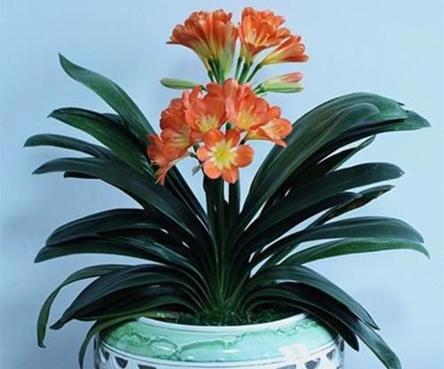  技巧|君子兰施肥技巧，用点这肥水，轻轻松松养好君子兰