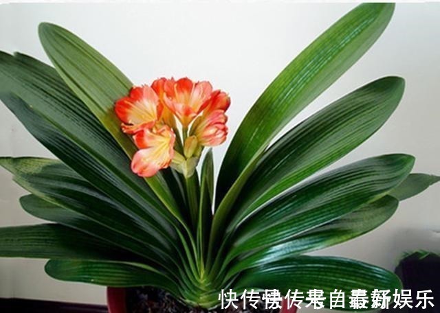 植料|不管养兰花还是君子兰,只要弄明白这一点,咋养也长得好