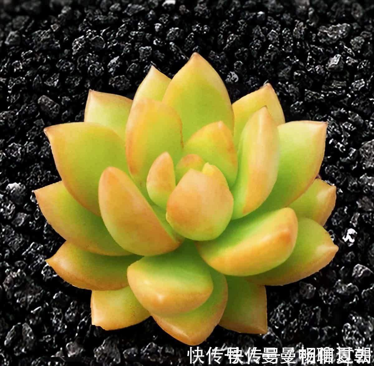 6种多肉好养活,夏天不休眠,晒晒太阳红彤彤,度夏也萌