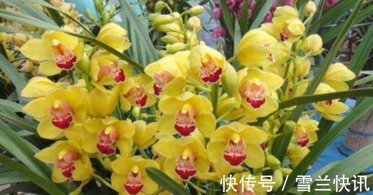 铁线莲铁线莲|这几款植物养在家里,花期长花量大,一盆千百朵,枝头花苞满