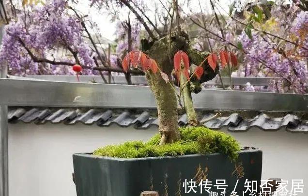 土壤|花卉土壤又粘又湿，养花最容易烂根，如何解决这个问题？