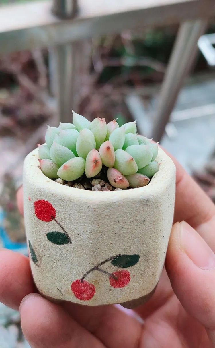 爱自己、爱家人、爱生活、爱多肉,因为有爱我便无惧风浪!