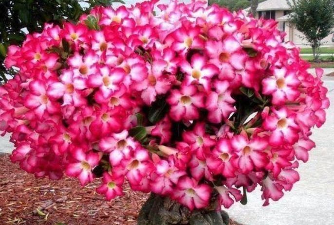 阳台养花，不妨养这5款植物，盛开时繁花似锦，花色美轮美奂