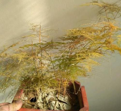  烂根的现象|冬天养4种花黄叶、烂根，马上做3步，新叶蹭蹭冒