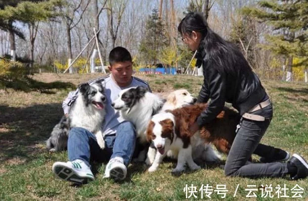 为什么国内养边境牧羊犬的人这么少”