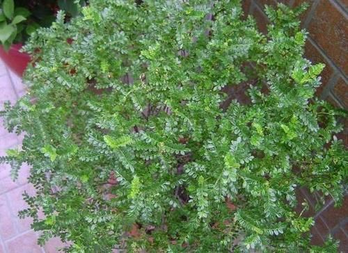 夏季飞蚊惹人讨厌,该怎么办盆栽上它们不用驱蚊药就能驱蚊