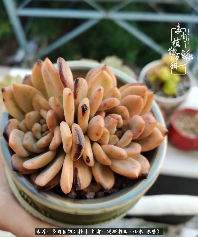 多肉植物|人如多肉,经阳光雨露历练后,亦会越挫越勇!