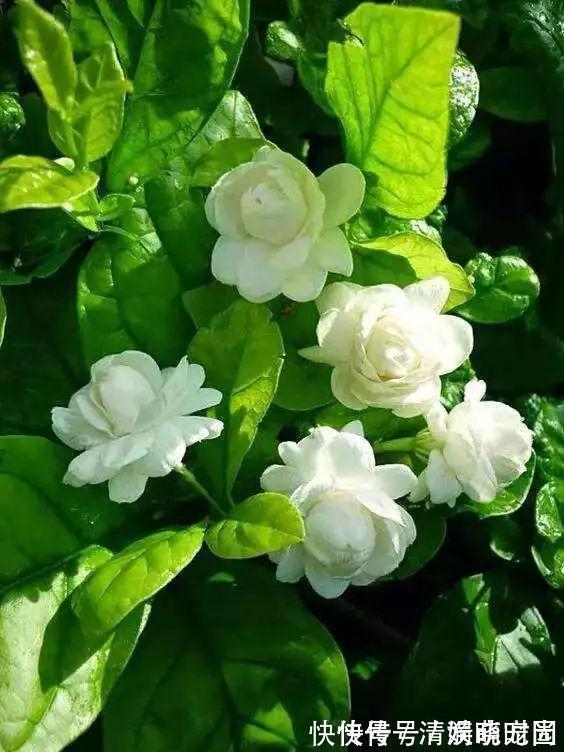 这5种花,漂亮又好养,放卧室客厅都合适,还能净化空气,很实用