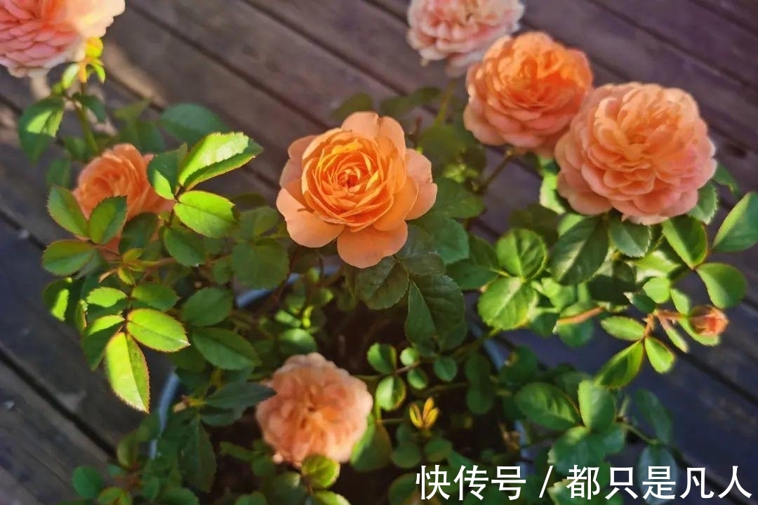 “寿命长”的10种花,寓意好,格调高,老人见了眉开眼笑!