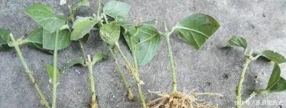 种花|这3种花,再“便宜”都不要买了,只要一根“枝”,1盆变10盆