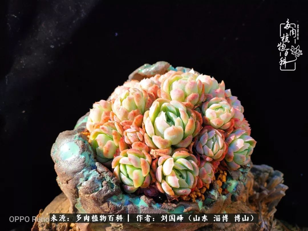 贵的不一定是对的,你的多肉究竟值多少钱附冬季养护攻略!