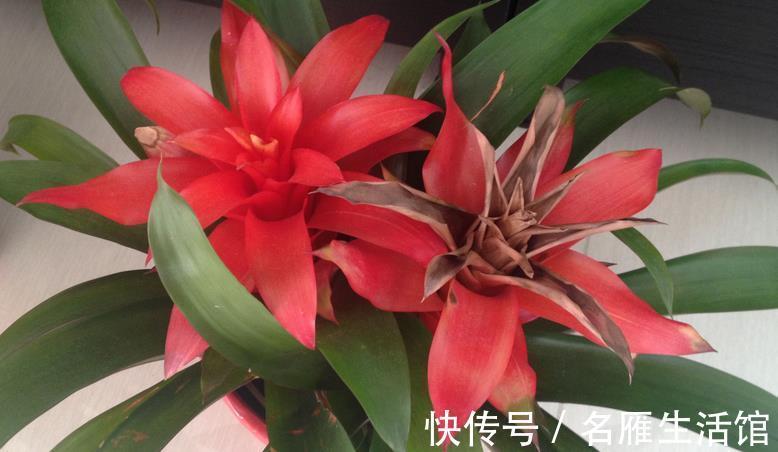 花土|养鸿运当头,多注意这3点,盆栽基本不会有大毛病