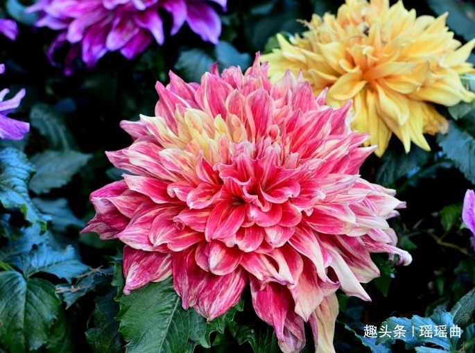 此花是世界名花之一,雍容华贵妖娆非凡,素有大吉大利的寓意