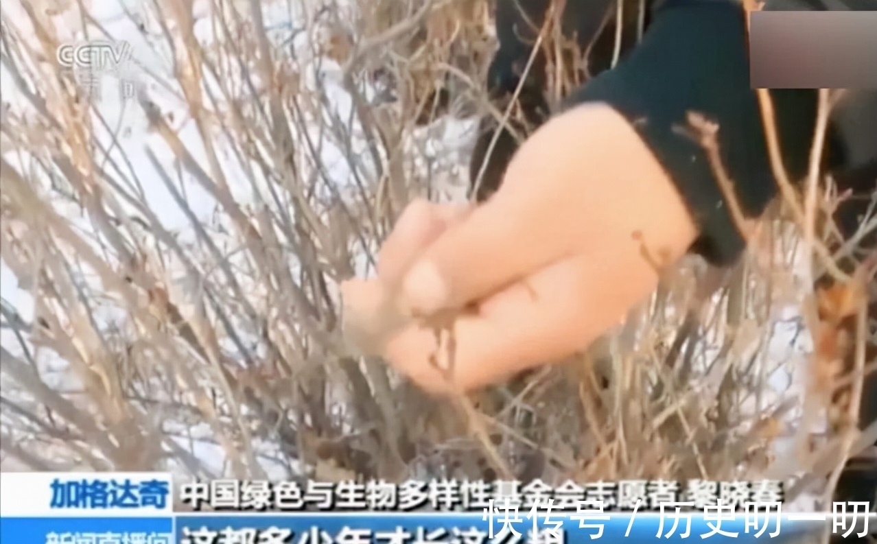 列入|这“三种花”不能养,已被列入“养殖黑名单”,别再傻傻当作宝