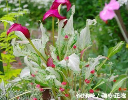 叶子|适合养在阳台的几款花,开花漂亮又好养,花儿轻松开爆盆