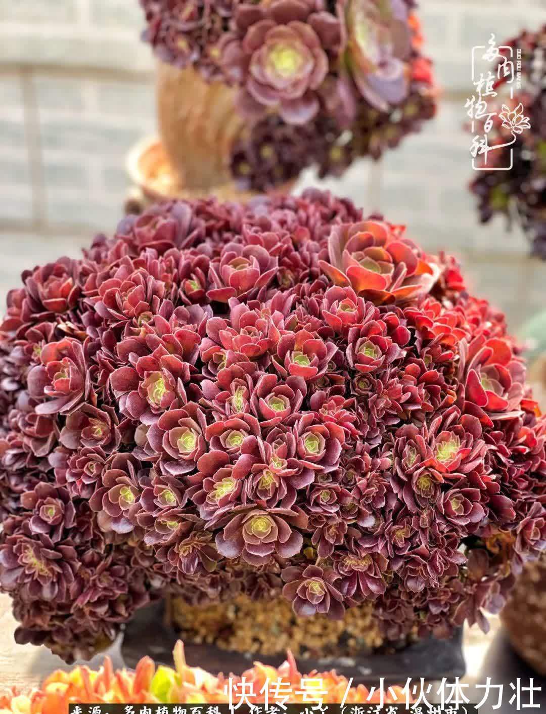 多肉|繁华落幕尽铅华,姹紫嫣红刹那,余生不长,因爱而芳华!