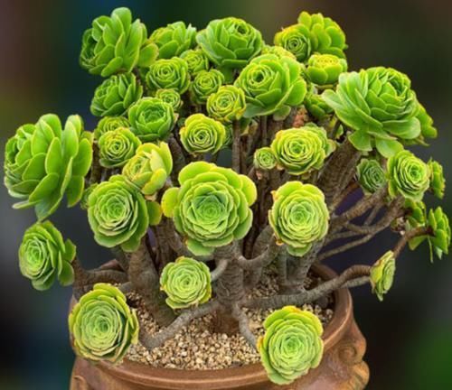 居家养花不需要太多,养这3款多肉,不仅颜值高,而且可镇宅招财