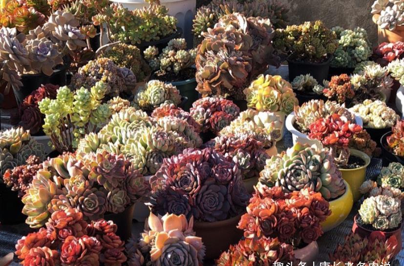 菲欧娜|不爱长杆子的多肉?试试这10个品种,我养好多年了它们还是没长高