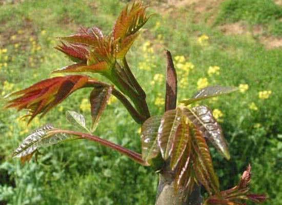 蔬菜|医生忠告聪明人从不吃3种蔬菜，对健康影响大，值得了解一下