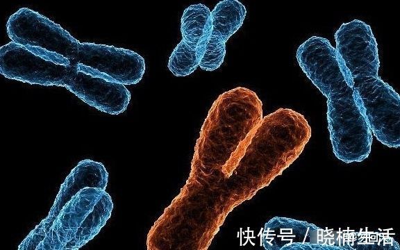 遗传基因|妈妈身体内的4个“基因”,可能更易遗传给儿子,第3种很悲剧