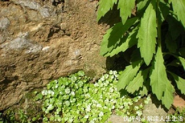 此草貌不惊人,形状似铜钱,扎根大江南北,可惜很多人不知其药效!
