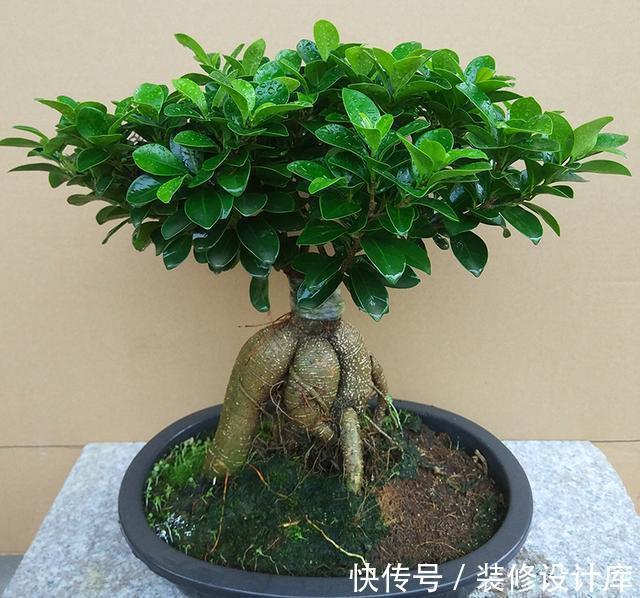 枝条|盆栽榕树怎么养?注意2点,枝叶很多、绿油油很繁茂、造型也美