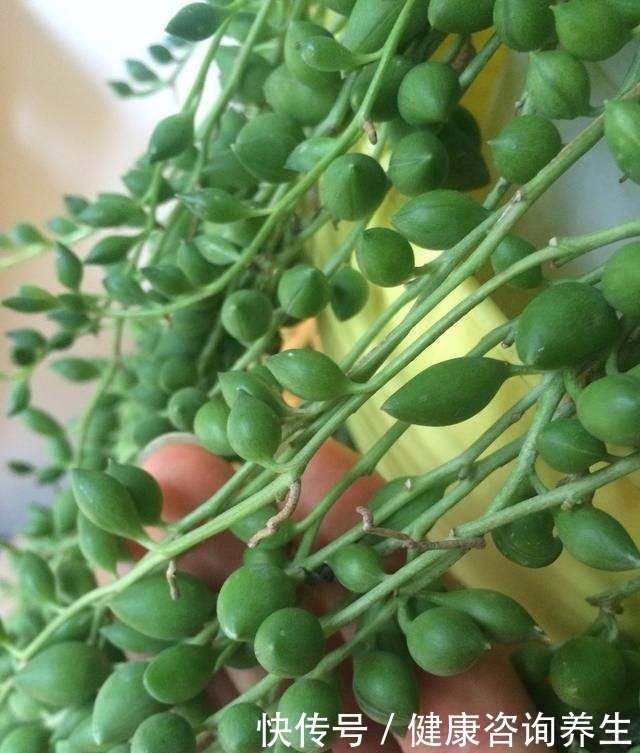 等我有个独立院子，就把多肉种墙上，一面种法师，一面种紫乐！