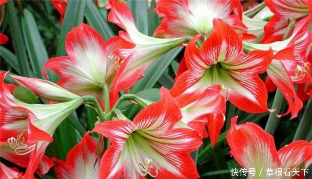 朱顶红|新手养花,不如养盆“花中精品”花朱顶红,花似烈日,博人眼球