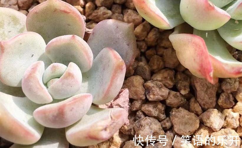 饭石|多肉养的美不美,铺面石的作用很重要,铺与不铺颜值差太多
