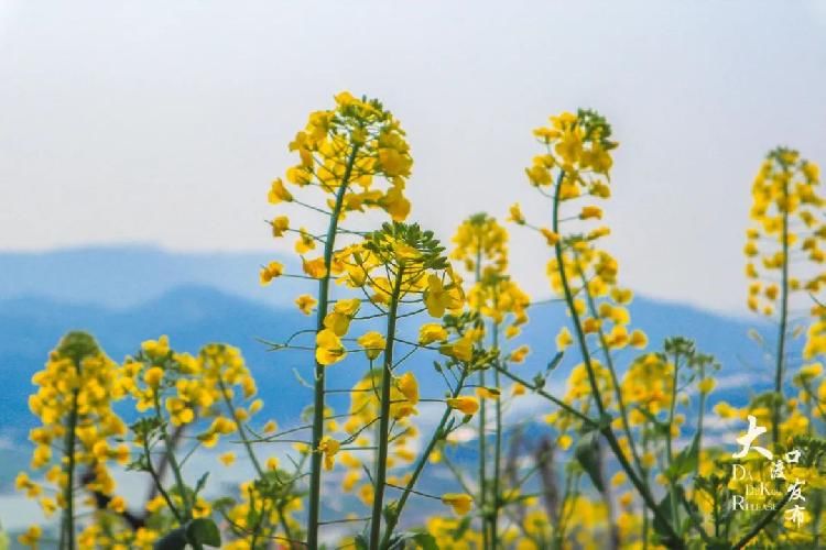 迎春花|春暖牛栏坝,花开金鳌山!五彩油菜花你见过吗?