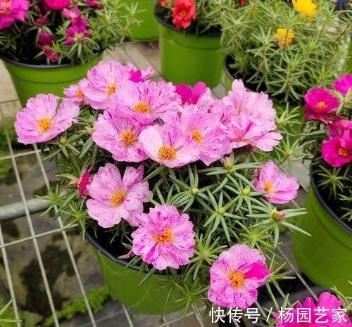 太阳花|天凉后，建议扦插4种花，“生根”后稍加养护就开花