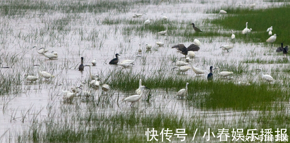 河里长不大的野味，水草处最多，过去一晚捞十几斤，现在一斤难寻