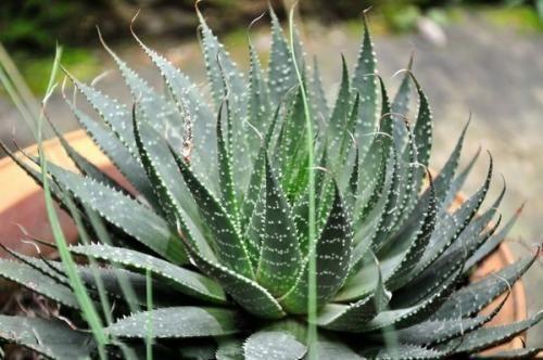 石榴多酚|女性想要身体好，可以多吃3种食物，补充营养，增强体质