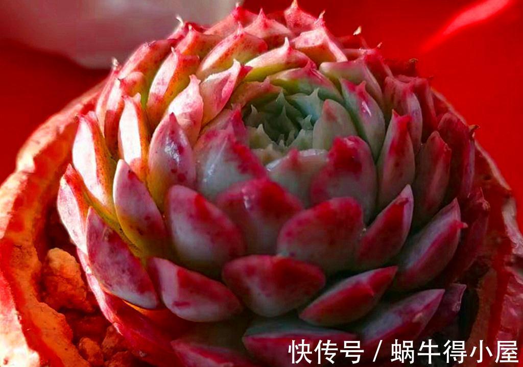 这些多肉九月末还不见状态，是不是哪里出了问题？它们只是慢性子