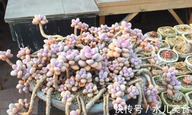 早剪|赞!天热盆栽多肉,满足此3点,安全度夏,谁见了都喜欢