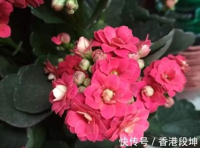 气温|长寿花花苞迟迟打不开,主要是3个方面原因,看看你有没有做错