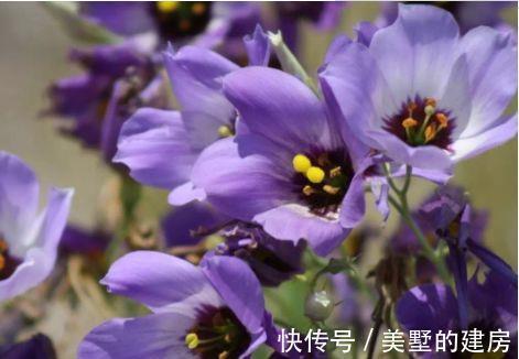 栀子花|农历7月24号起,最适合养这些花,花朵一串串,花苞蹿全枝