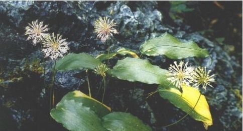长在缝中的野菜,简单凉拌就好吃,味道似韭菜,春天的美味