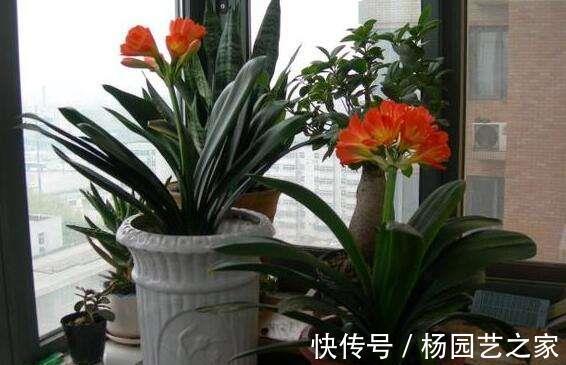 君子兰养护很简单,把握好3个环节,能像打鸡血一样,疯狂爆盆