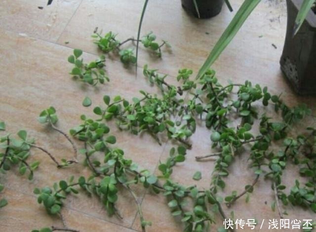 金枝玉叶|养金枝玉叶,关键要做好5项管理,很快长成盆景老桩!