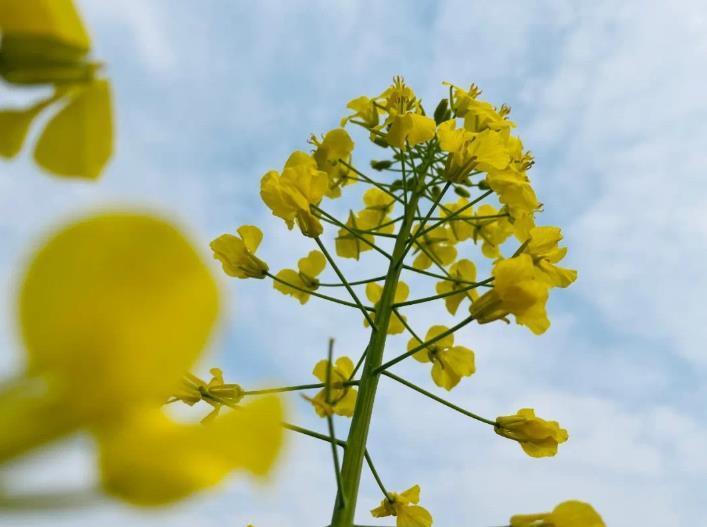 巴南|春游川渝丨金黄的花海，巴南这个地方油菜花正盛