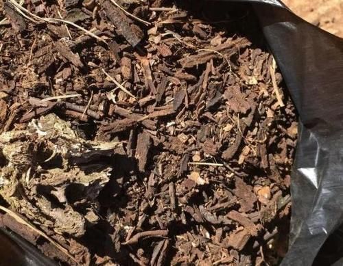 煤块|养花烂根不是大问题!土里埋点它,根须刷刷长满盆,越来越壮实