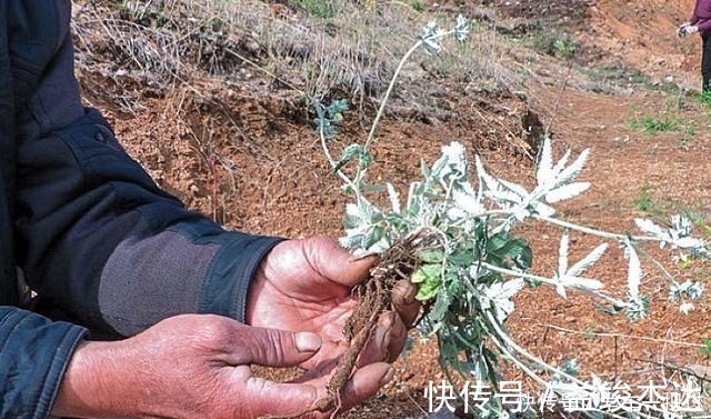 白草|根似“人参”味道甘甜，乡下小孩挖它当零食，如今30元有人收！