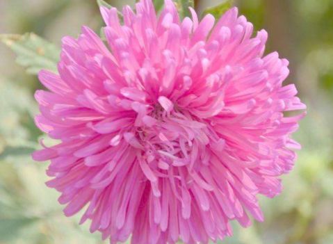 经常开花爆盆的盆栽,花开满屋子飘香,养几盆爆满成花海,超美